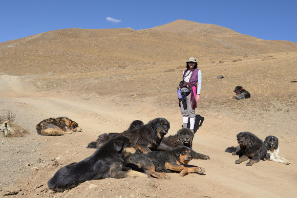 Tibetan dog pack.